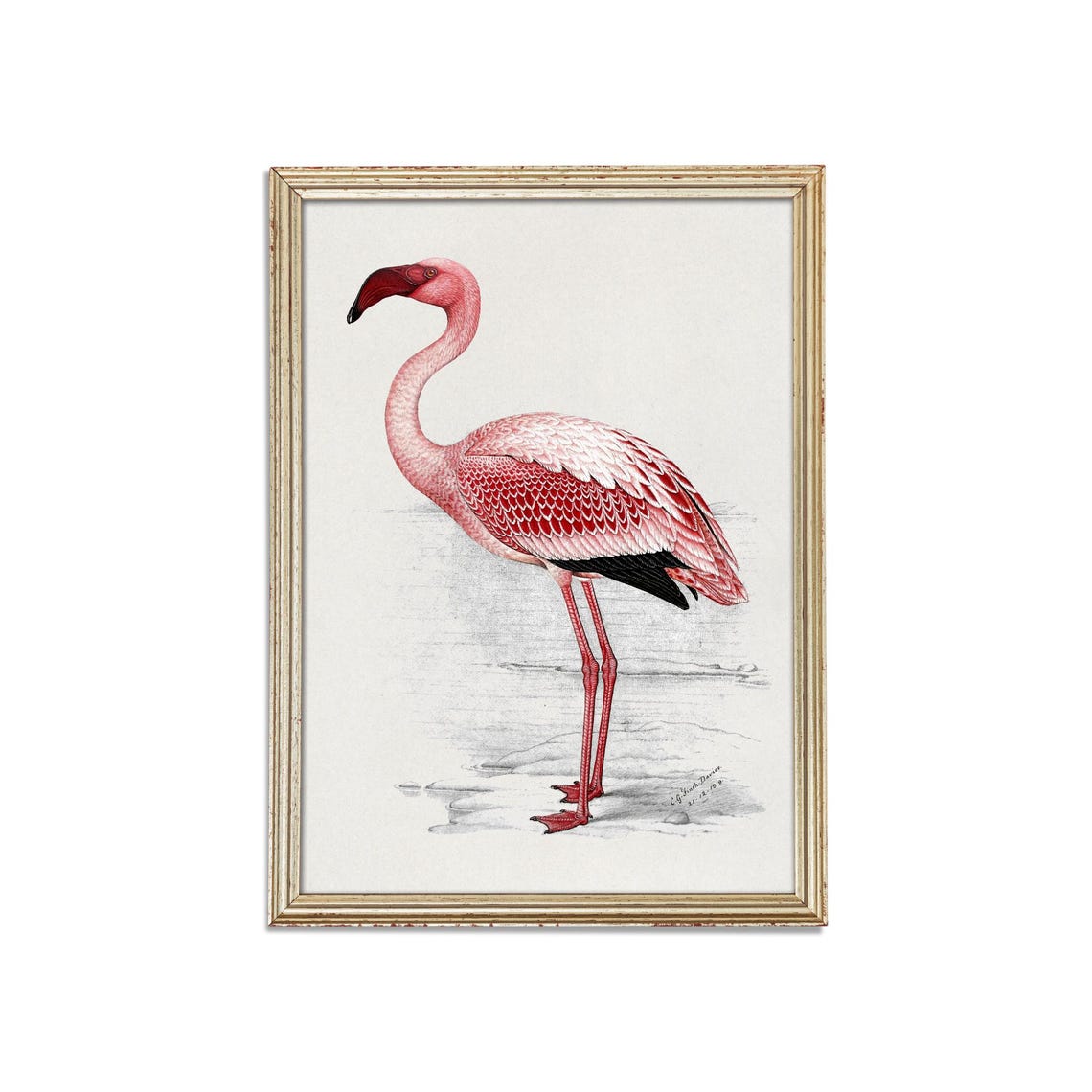Pink Flamingo Antique Natural History Bird Illustration Poster - Image 3