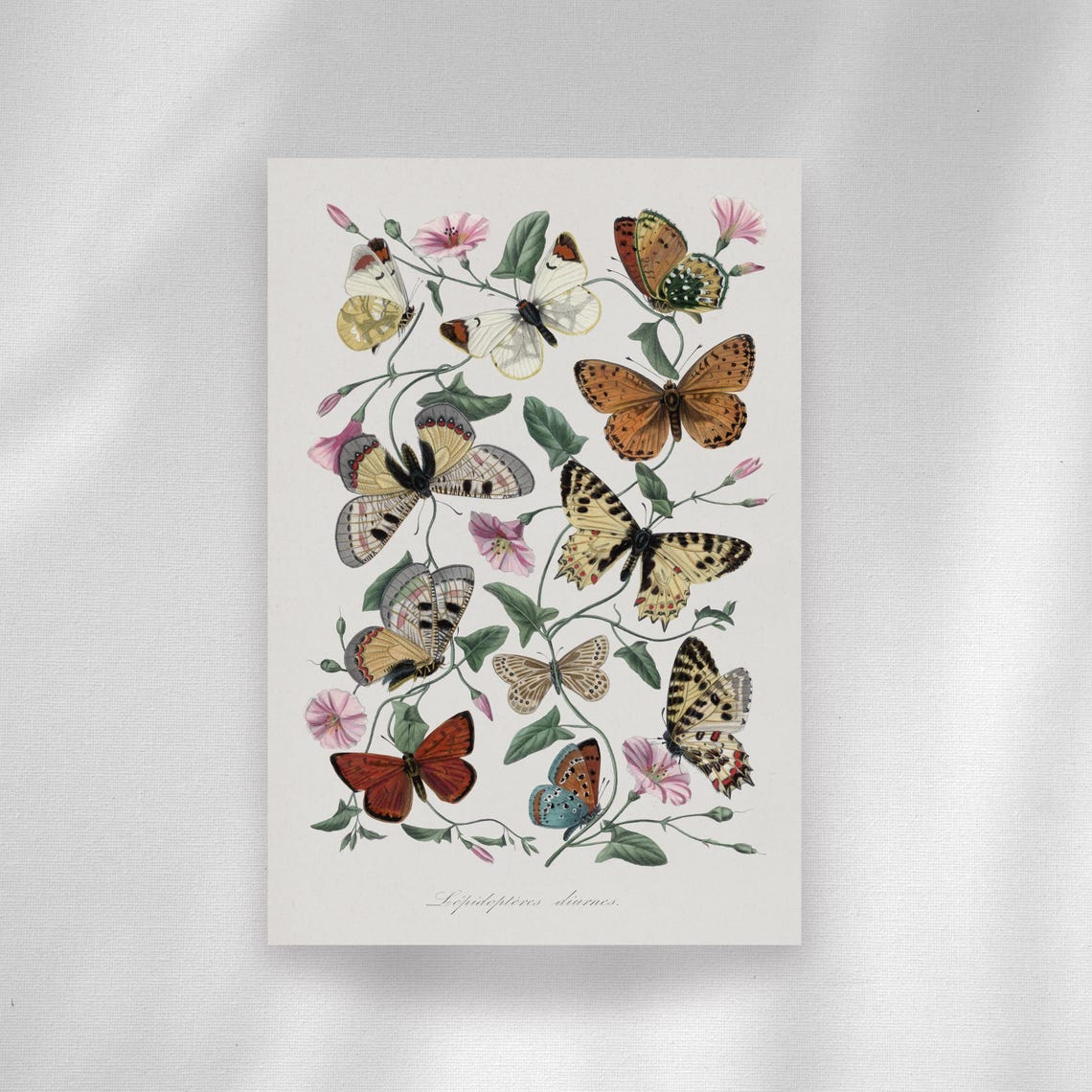 Antique Lepidoptera Butterfly Plate With Wildflowers Art Poster - Image 5
