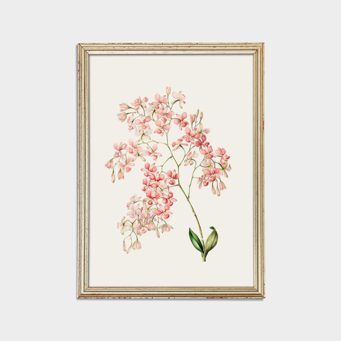 Vintage Flower Print Antique Botanical Painting Wall Art Country Farmhouse Decor Living Room Floral Art - Image 2