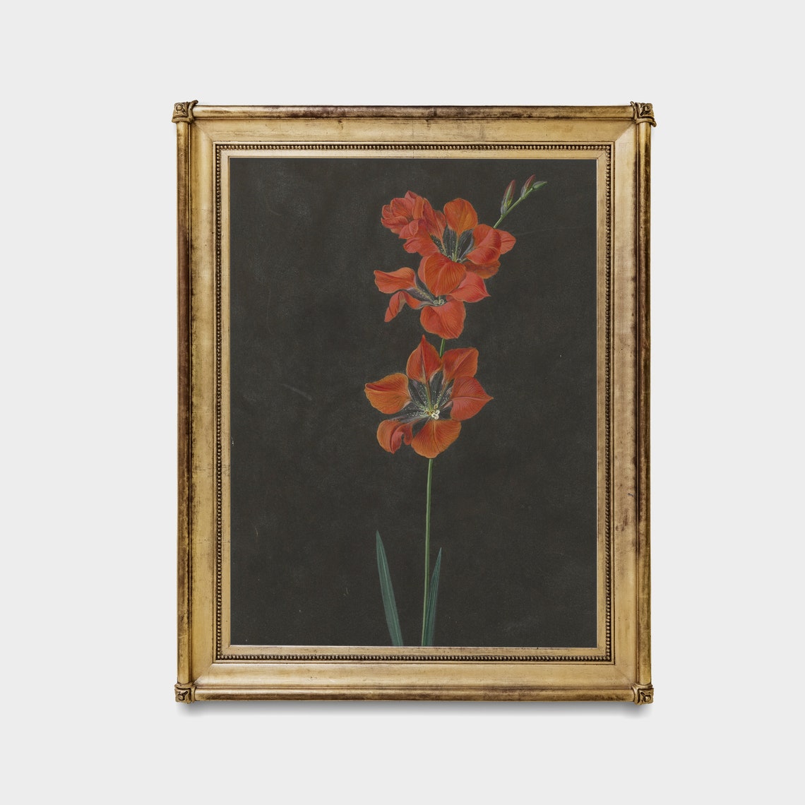 Red Gladiolus Stem Botanical Study on Black Antique Floral Poster - Image 4