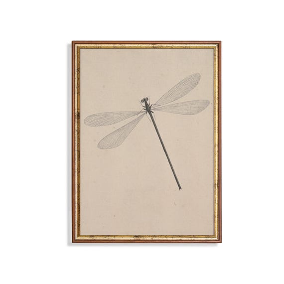 Printed And Shipped Vintage Dragonfly Sketch Drawing Antique Sketch Print Neutral Art Farmhouse Decor Physical Prints