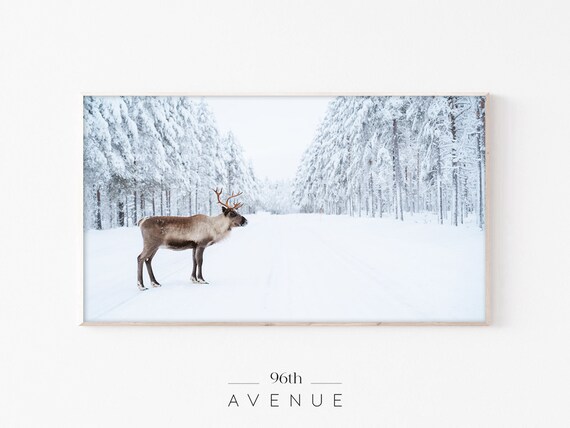 Moose In Snow, Winter Art Print