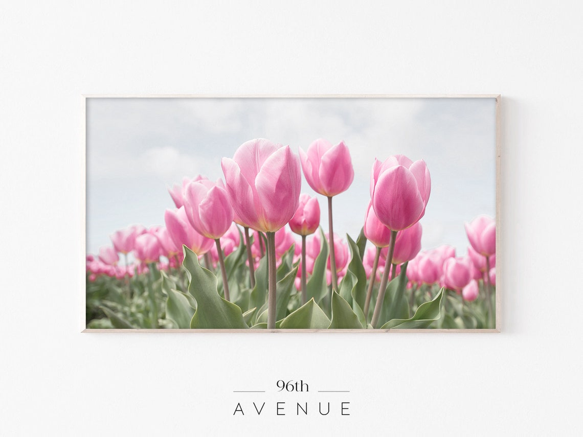 Pink Tulips Art for TV
