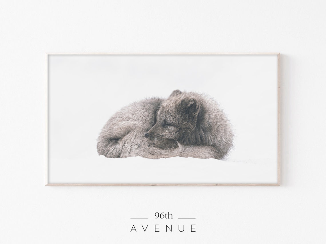 Sleeping Arctic Fox Curled Up in Snow Minimalist Winter Poster