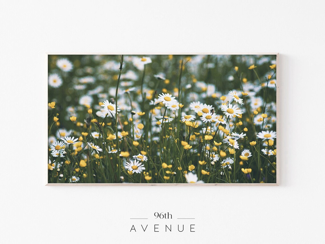 Daisy Field Spring Flowers Botanical Art Print
