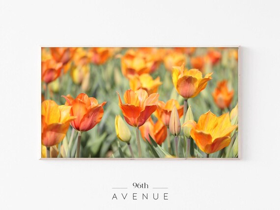 Orange And Yellow Tulip Field Close Up Spring Flower Photo Wall Poster