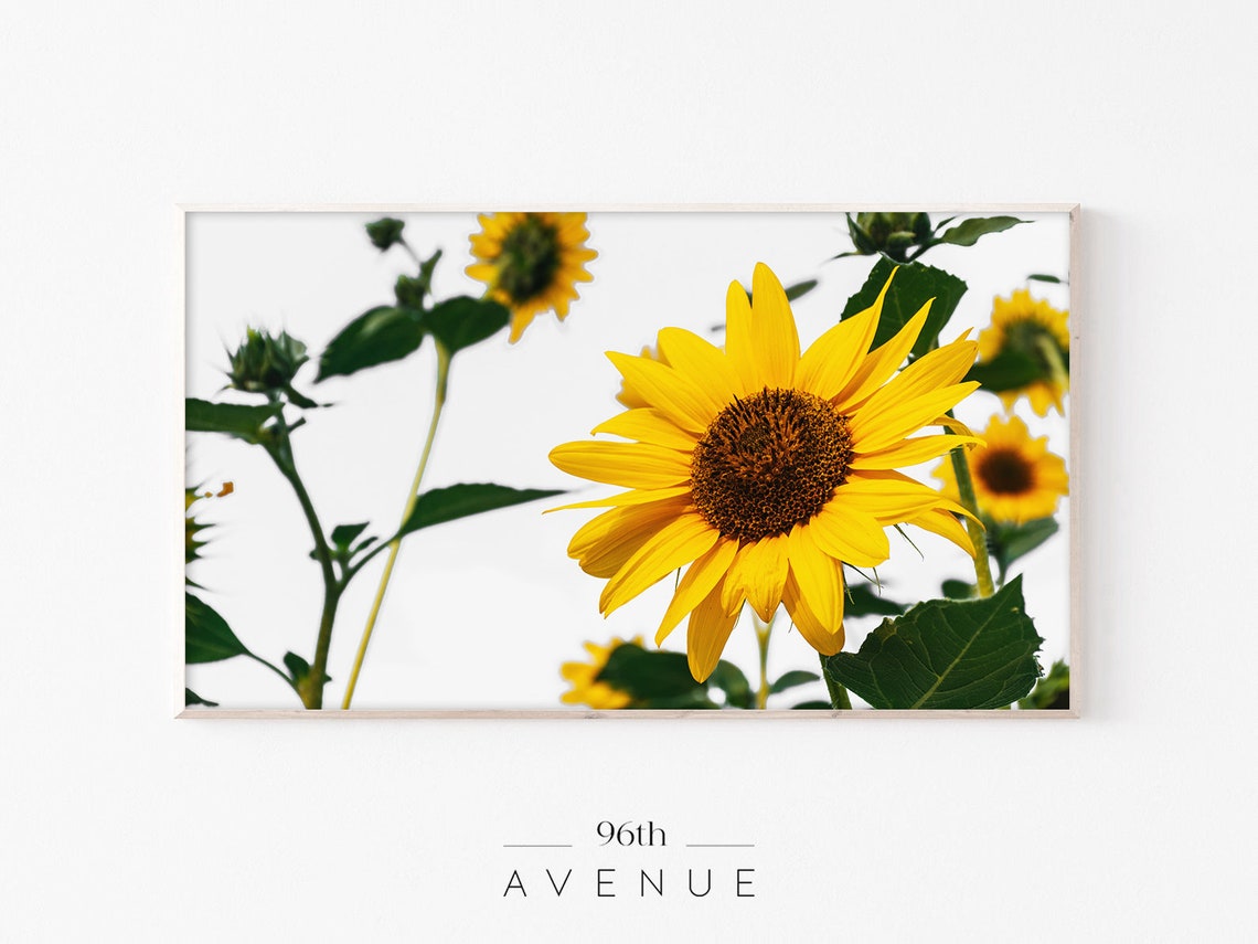 Bright Yellow Sunflowers White Sky Bold Floral Photography Poster