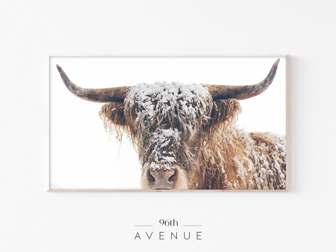 Highland Cow Art, Modern Farmhouse Wall Art