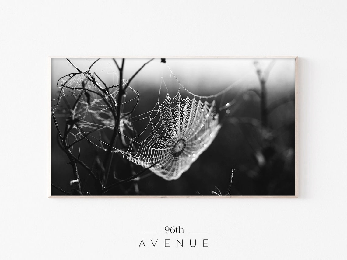 Dew Covered Spider Web Bare Branches Black White Photo Poster