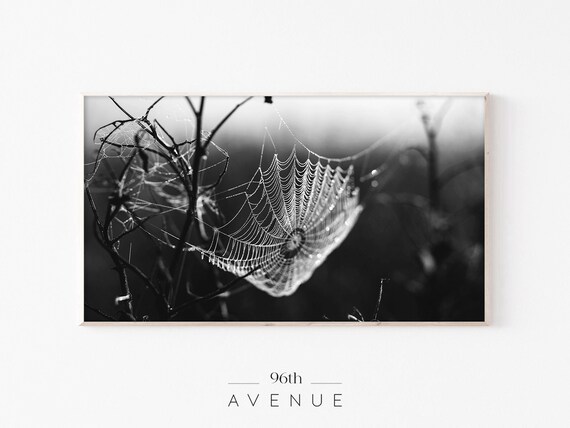 Dew Covered Spider Web Bare Branches Black White Photo Poster