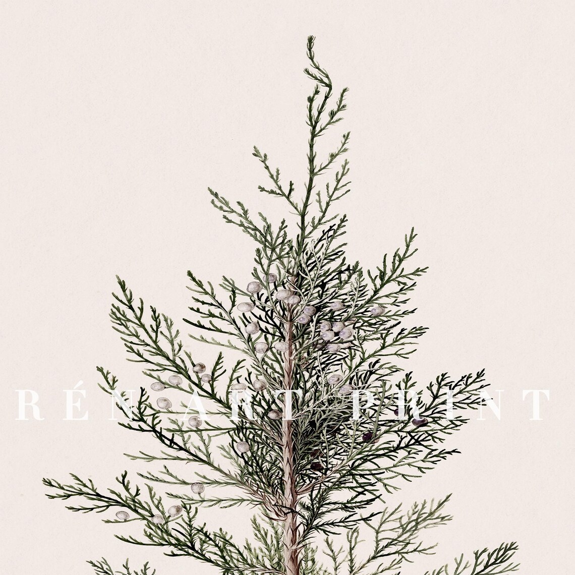 Juniper Branch Vintage Christmas Wall Decor - Image 3