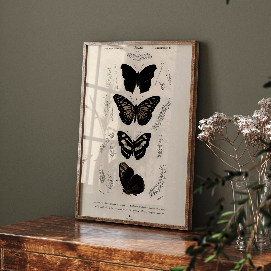 Antique Butterfly and Moth Study, Vintage Print - Image 3