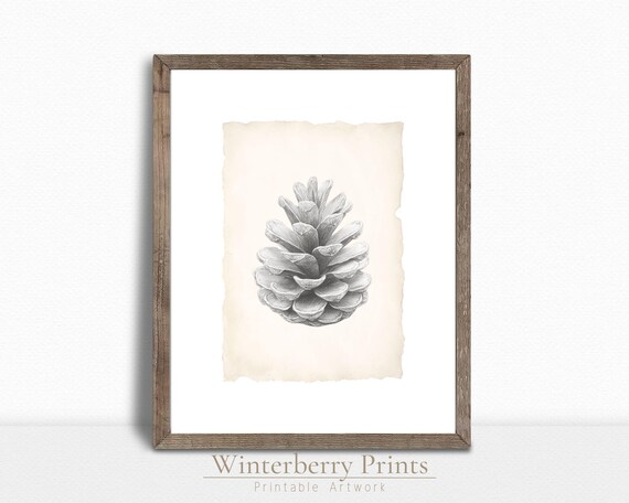 Pine Cone Pencil Sketch Aged Paper Minimalist Winter Botanical Art Print