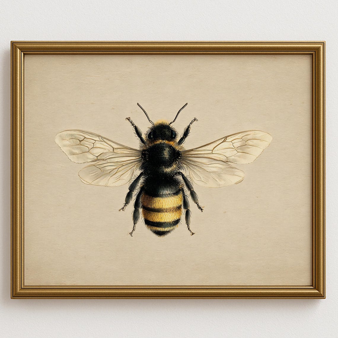 Vintage Honey Bee Natural History Style Entomology Illustration Poster