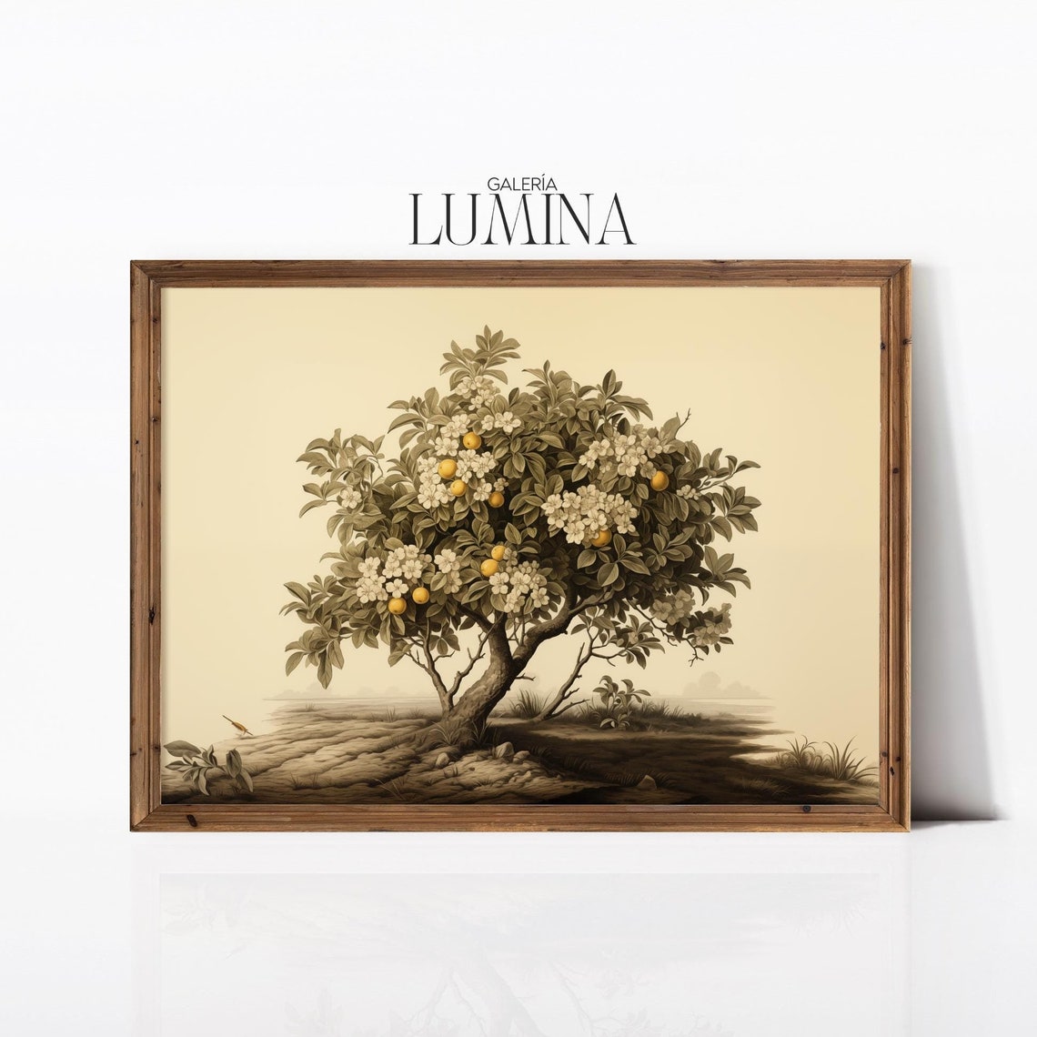 Antique Orange Tree Botanical Illustration With Fruit Poster
