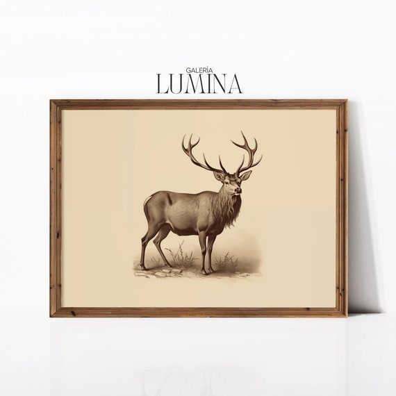 Vintage Stag Drawing Antique Deer Illustration Art Print