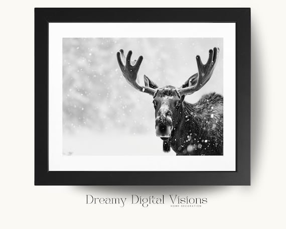 Moose in Falling Snow Black and White Winter Wildlife Photo Poster