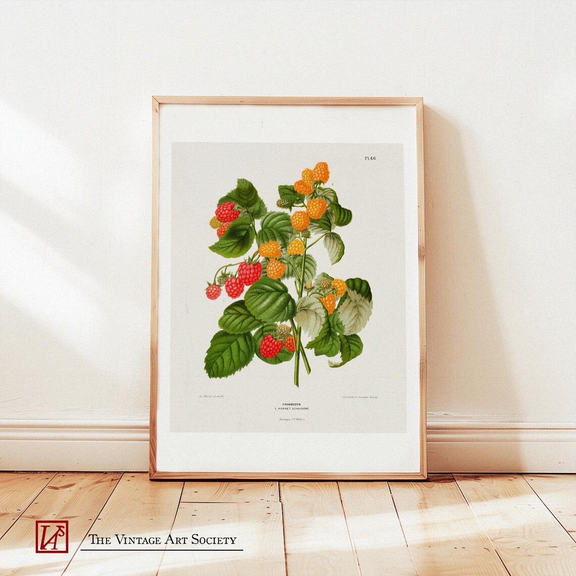 Raspberry Plant, Vintage Fruit Art Print