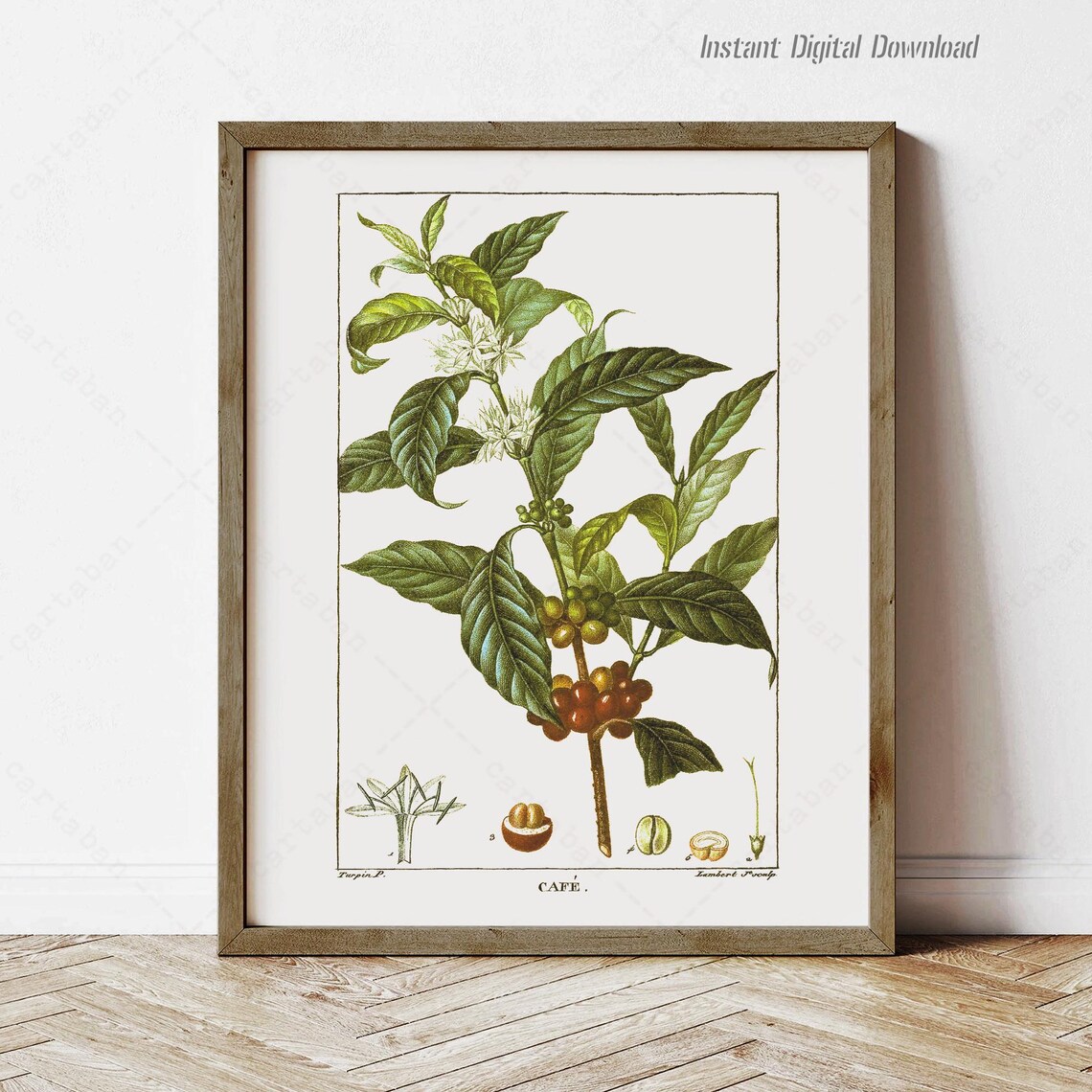 Coffea Arabica Botanical Poster, Kitchen Wall Art Print