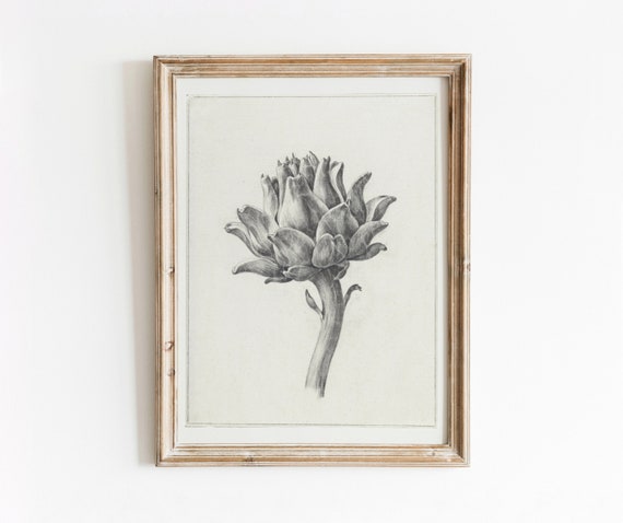 Artichoke Illustration Vintage Botanical Art Print