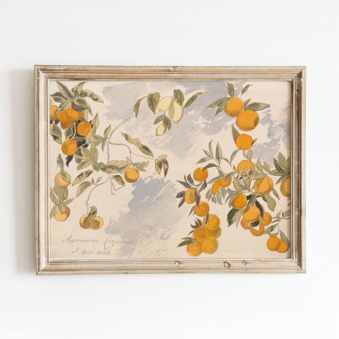Oranges Lemons Still Life Vintage Fruit Tree Poster