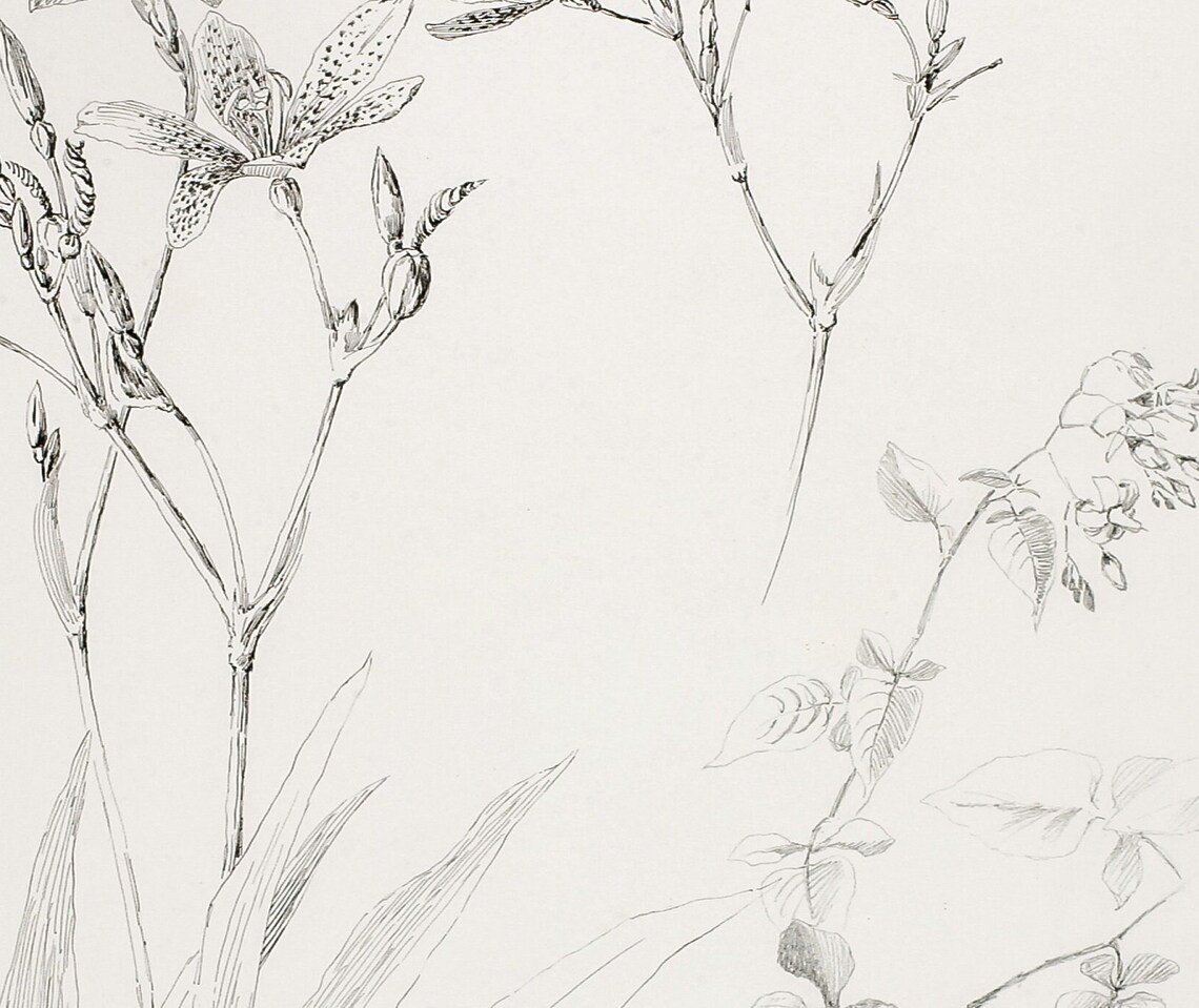 Botanical Study Vintage Black And White Art Print - Image 3