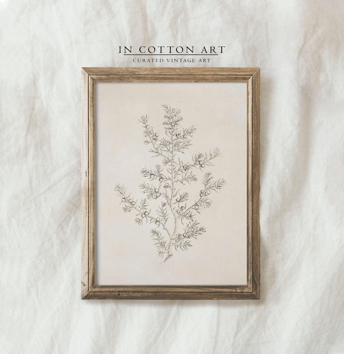 Olive Branch - Vintage Botanical Sketch