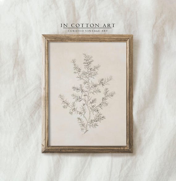 Olive Branch - Vintage Botanical Sketch