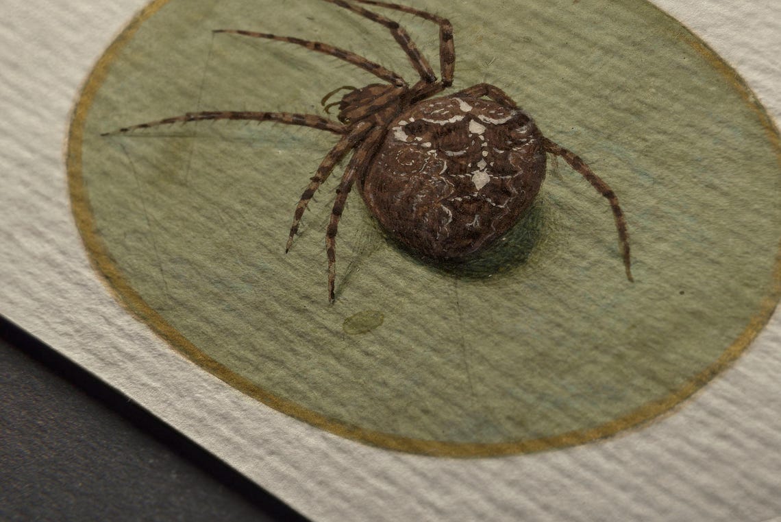 Antique Spider Illustration Orb Weaver Oval Vignette Art Print - Image 2