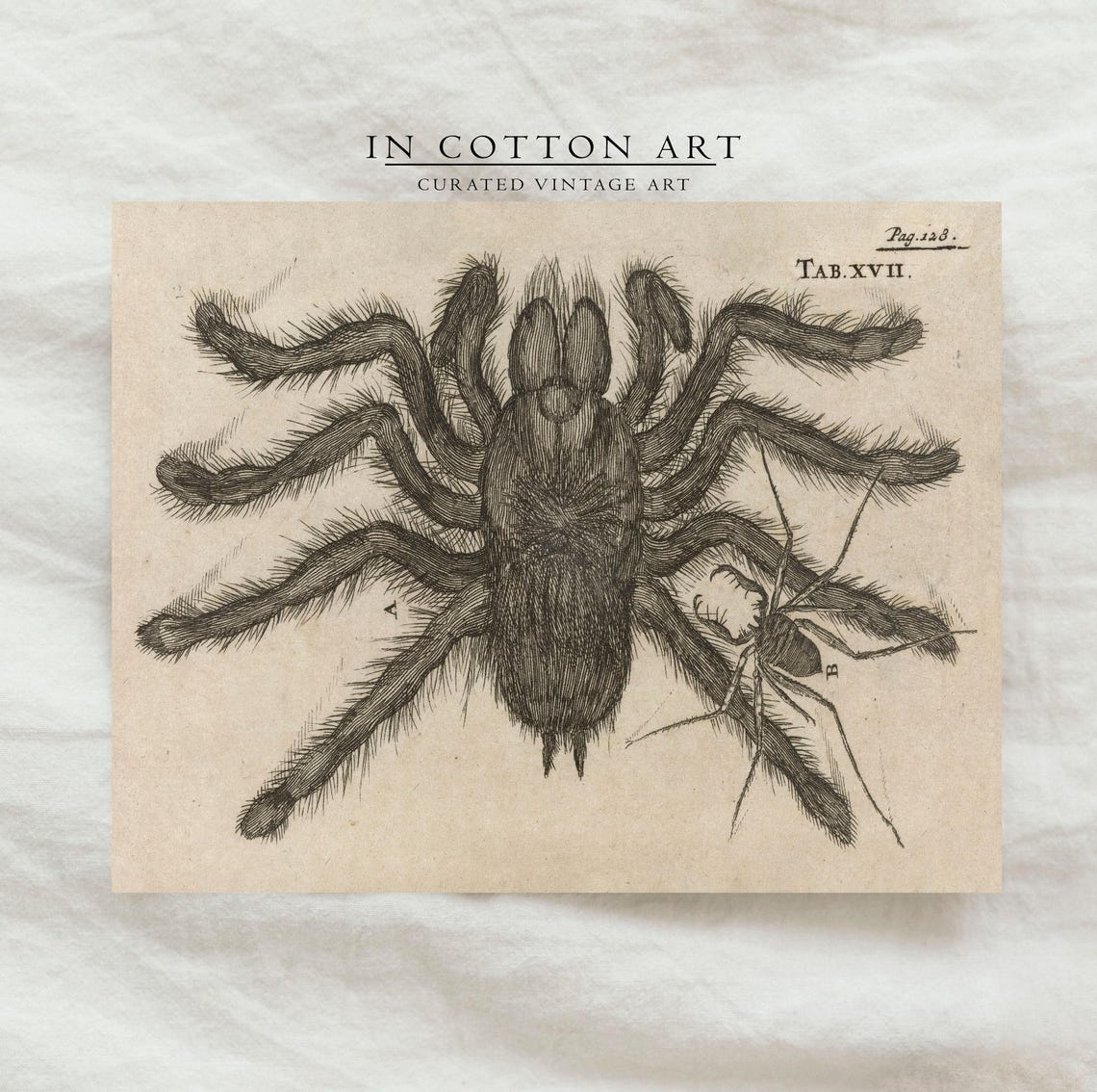 Antique Tarantula Engraving Natural History Spider Illustration Print