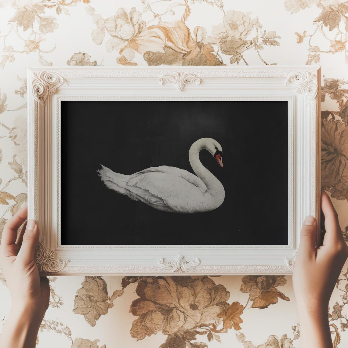 White Swan on Black Background Elegant Bird Portrait Art Print