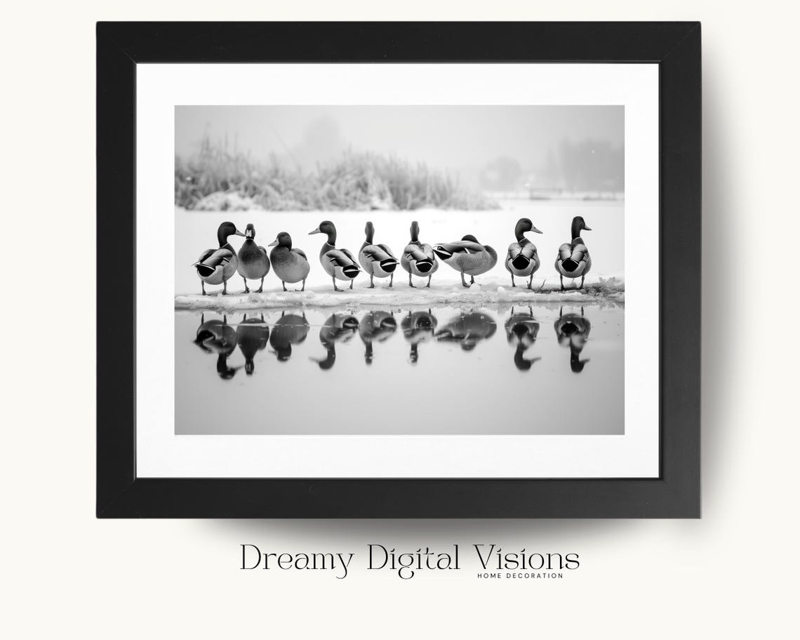 Ducks Lined Up on Ice With Water Reflections Black and White Poster