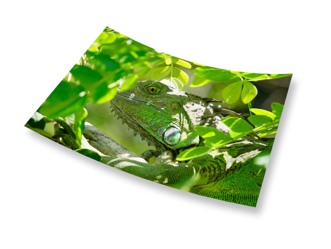 Lizard Photo, Fine Art Photography Nature Study - Image 3