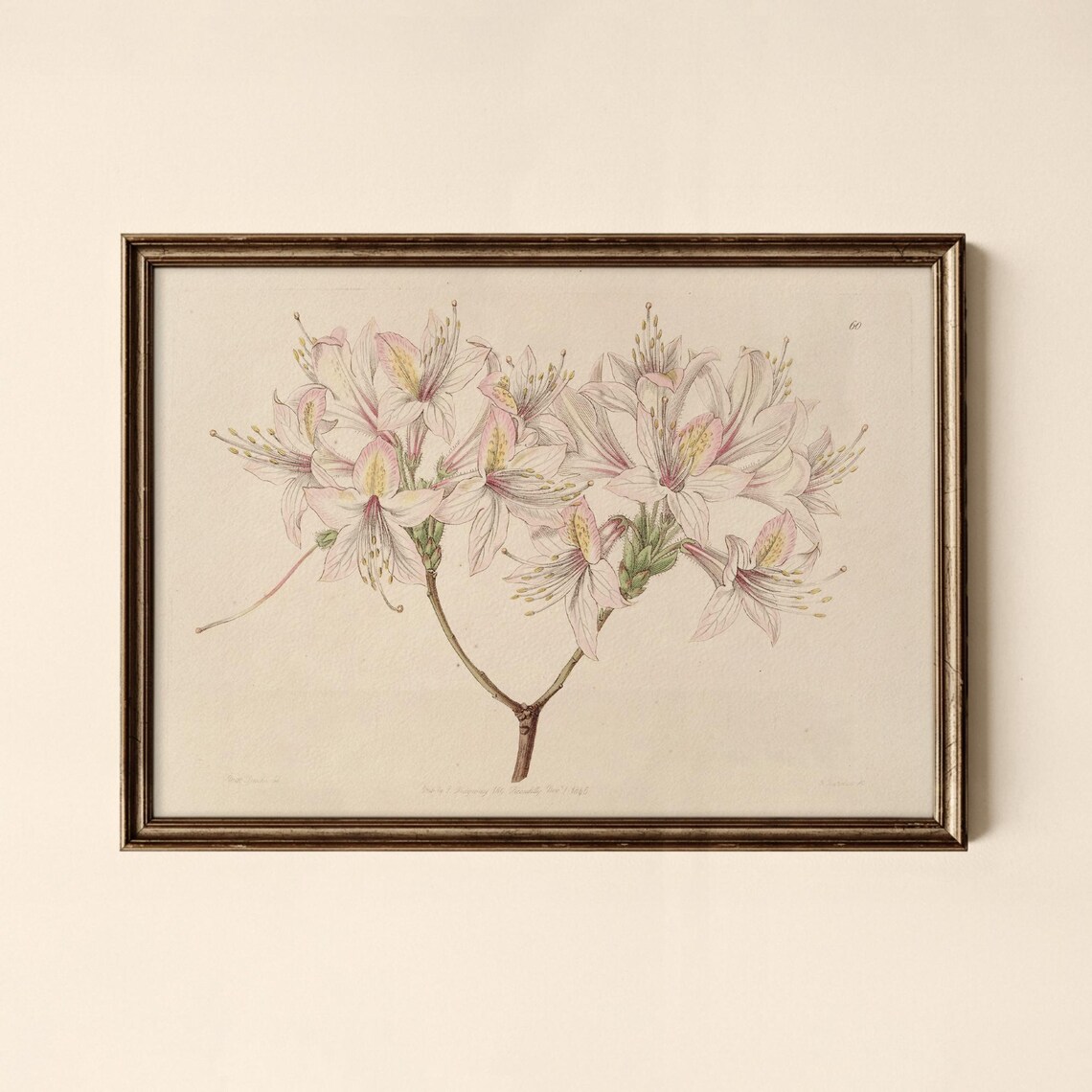 Vintage Pink Azalea Blossom Branch Botanical Illustration Art Poster