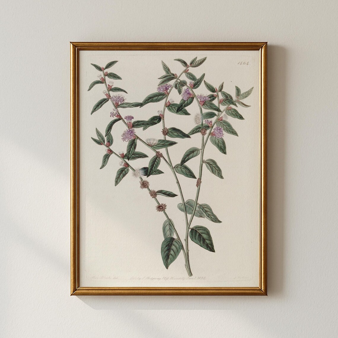 Antique Purple Wildflower Botanical Sketch 1832 Vintage Floral Print