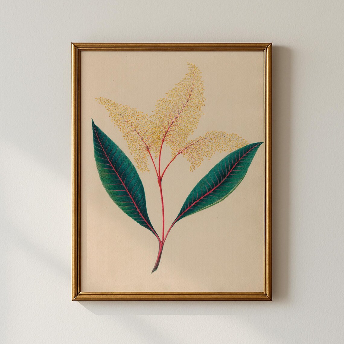 Feathery Golden Flower Plumes Vintage Botanical Illustration Print