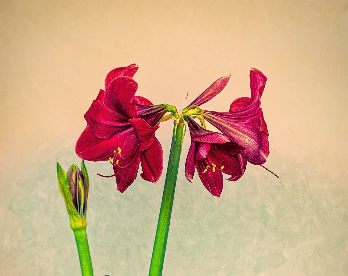 Red Amaryllis Bloom Close Up Elegant Floral Botanical Art Poster