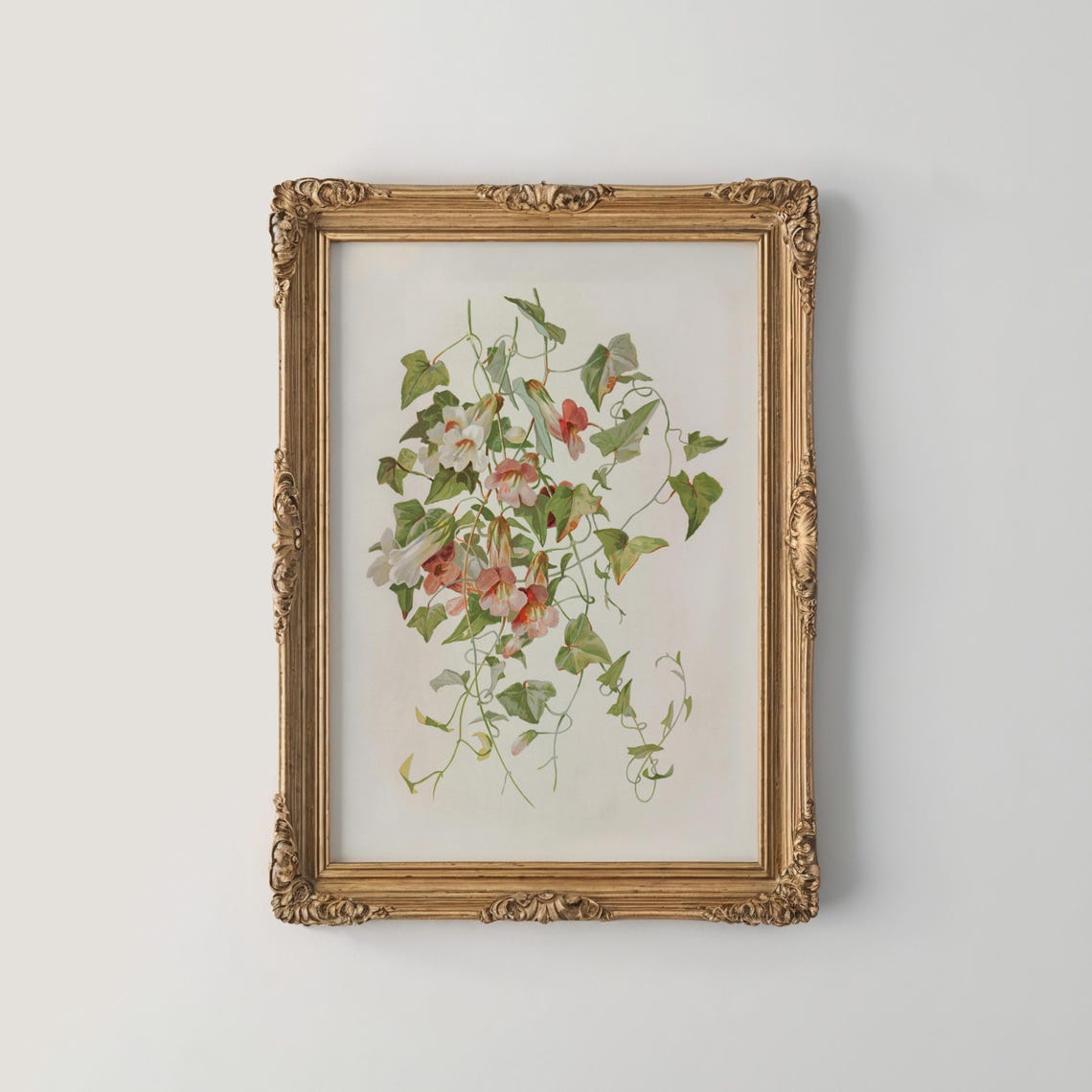 Delicate Trailing Morning Glory Vine White Blossom Botanical Poster
