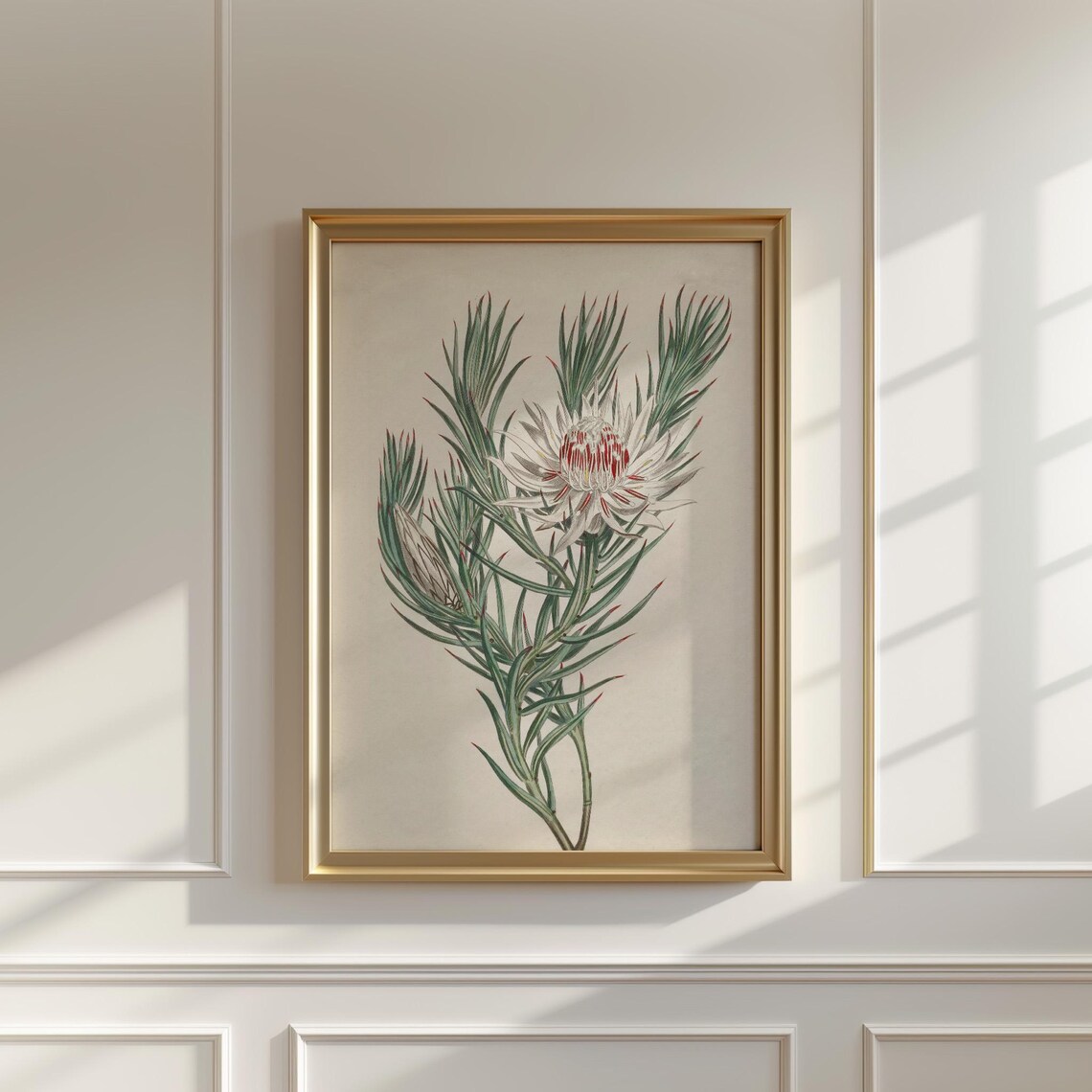White And Red Protea Vintage Botanical Illustration Wall Print - Image 5