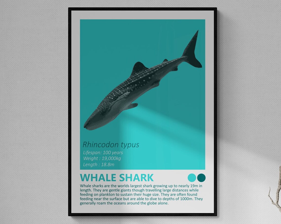 Whale Shark Rhincodon Typus Gentle Giant Educational Ocean Wall Art