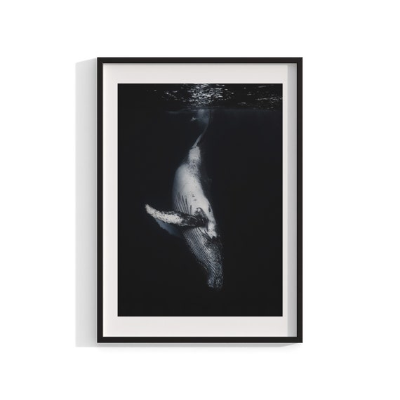 Humpback Whale Print, Underwater Photography