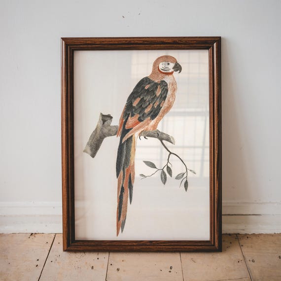 A Parrot On Branch By Johan Teyler Painting Antique Animal Print Vintage Poster Wall Art Decor Bird Illustration