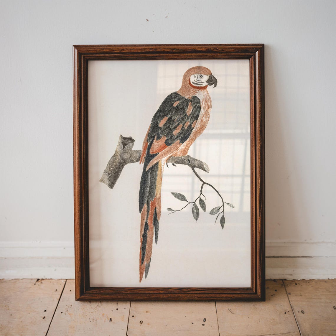 Johan Teyler Parrot on Branch Antique Engraving Bird Art Poster