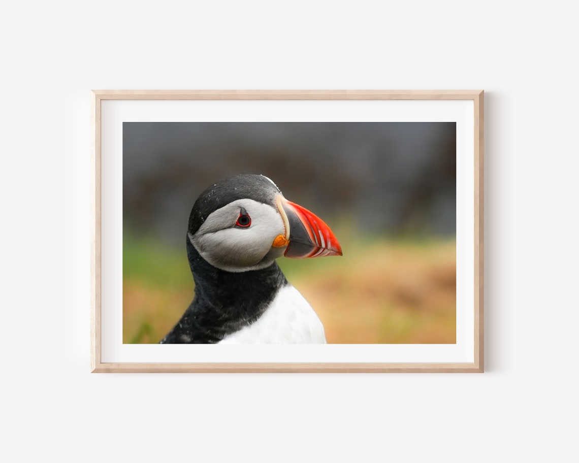 Iceland Puffin Bird Wall Art Print Puffin Bird Portrait Photography Print Iceland Wildlife Photography Print Atlantic Puffin Wall Decor - Image 4