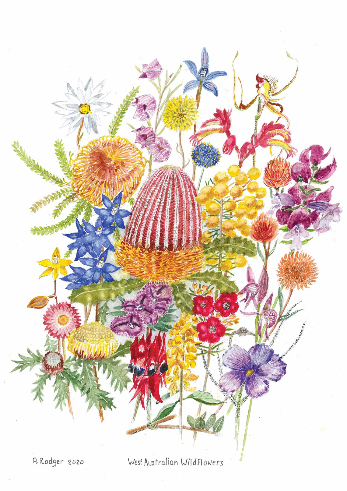 West Australian Wildflowers Watercolor Art Print, Boho