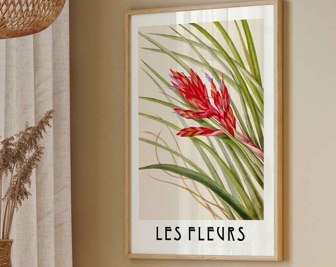 Les Fleurs Red Bloom Vintage Botanical Illustration Flower Poster - Image 2