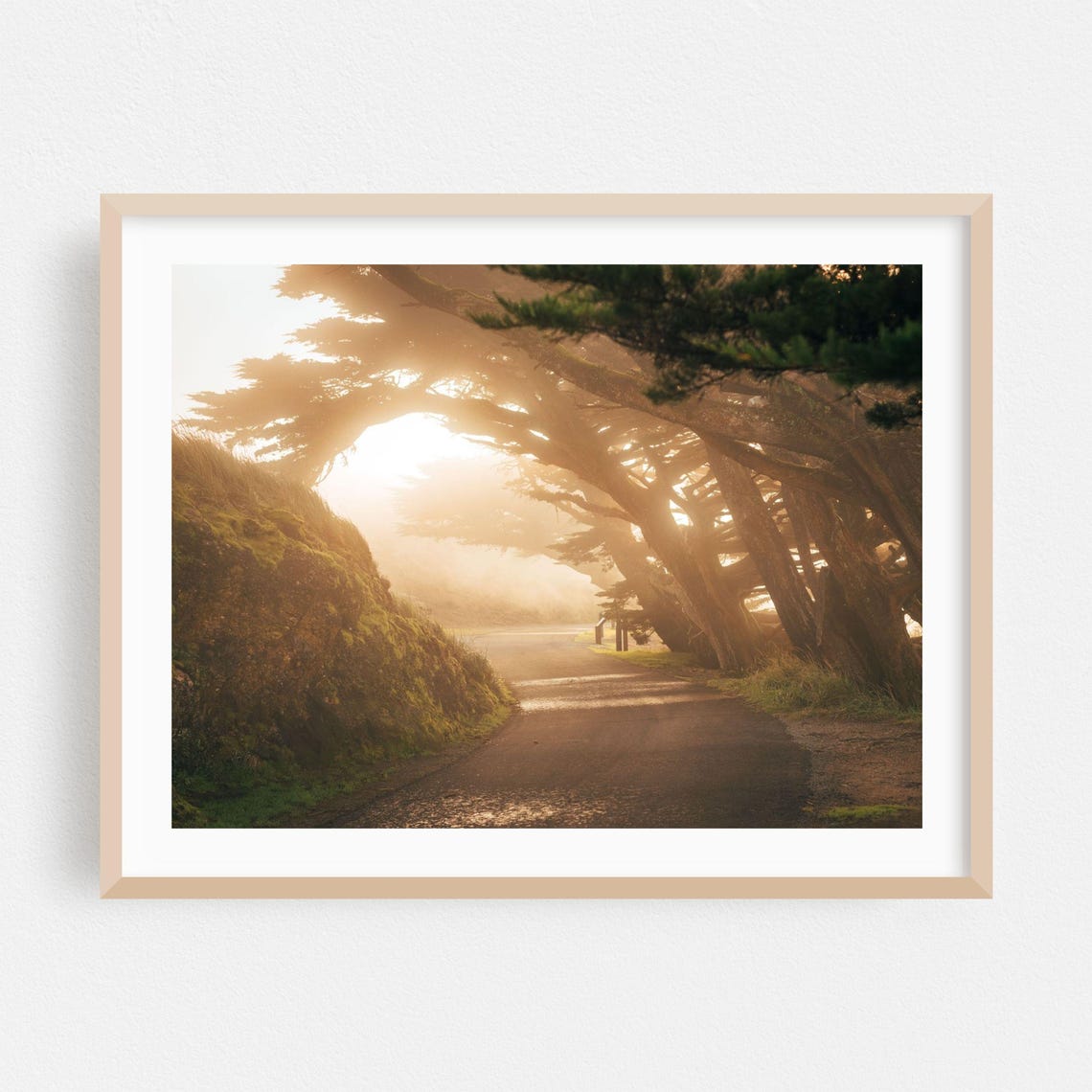 Point Reyes Cypress Tunnel Golden Light Country Road Photo Print