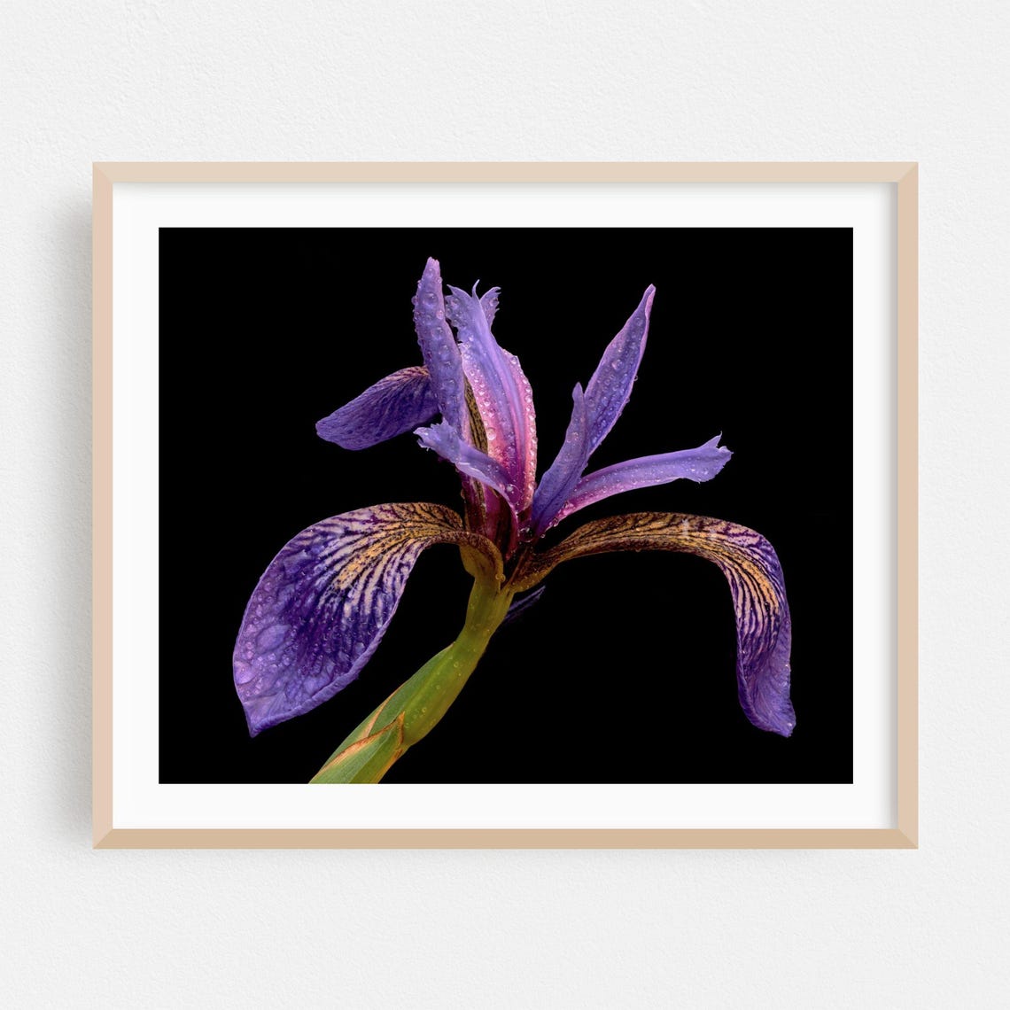 Purple Iris Flower With Dew Drops On Black Background Photo Print