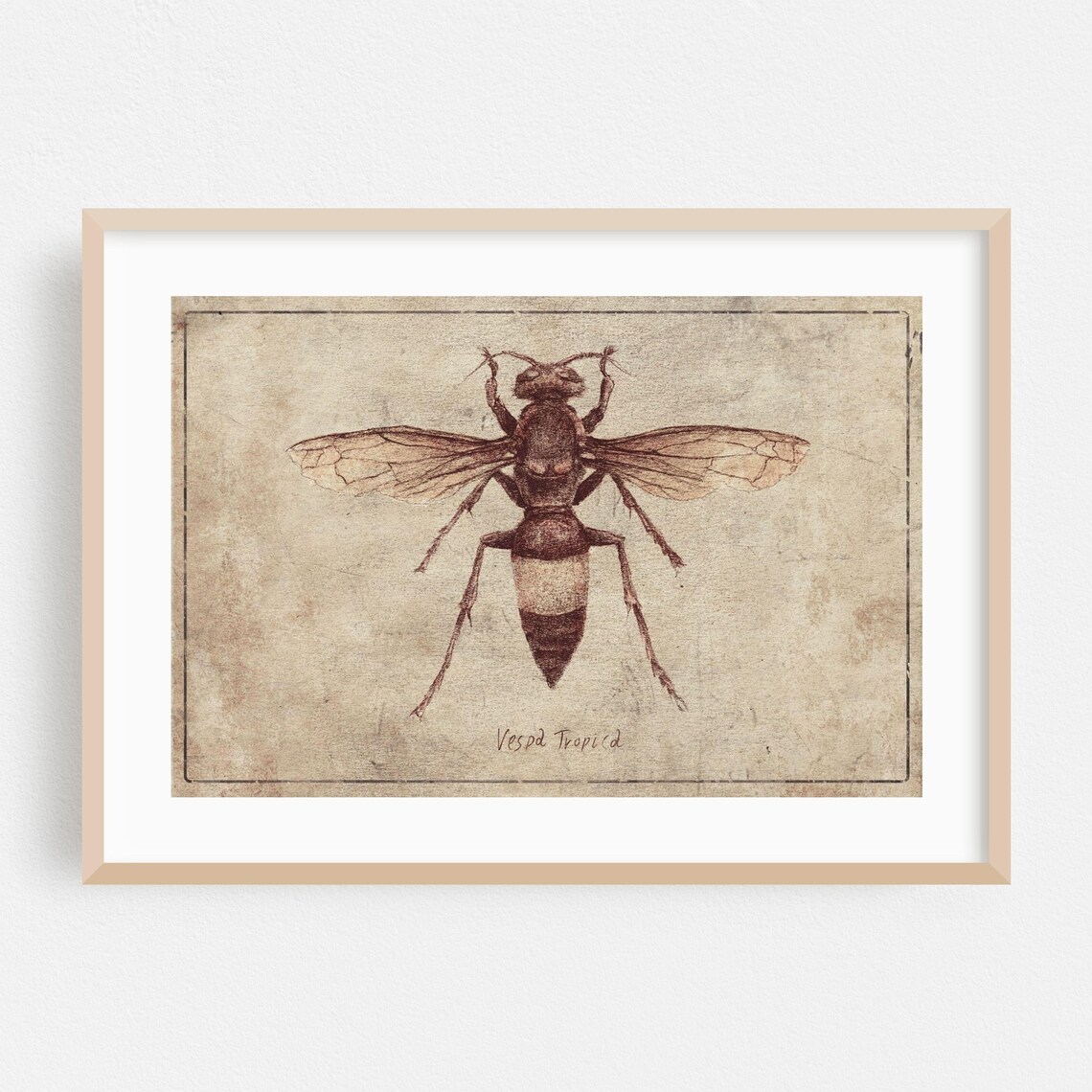 Vespa Tropica Hornet Entomology Sketch Poster in Sepia Tones
