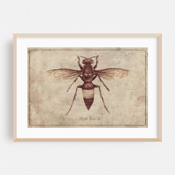 Vintage Print Insect Wall Art Botanical Framed Retro Home Decor Illustration Poster Nature Fine Deco Drawing